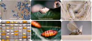 What is Mulberry Silk1.jpg