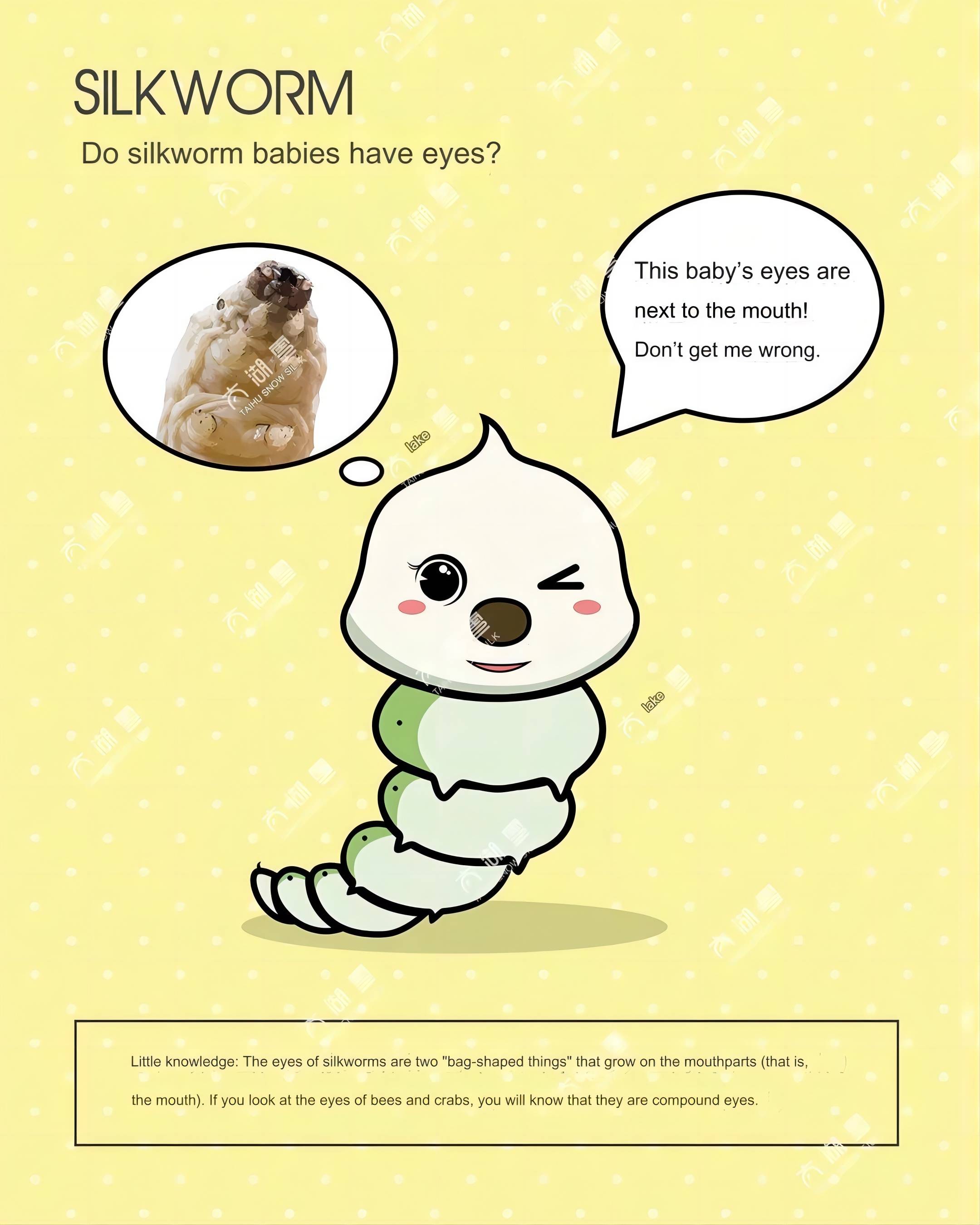 Haben Seidenraupen Augen?(1)