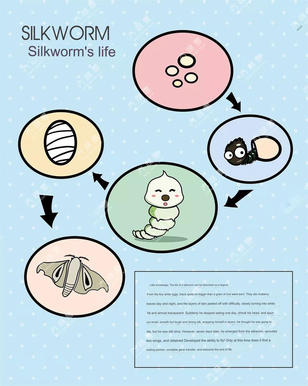 Seidenwurm (1)