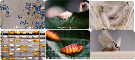 What is Mulberry Silk1.jpg