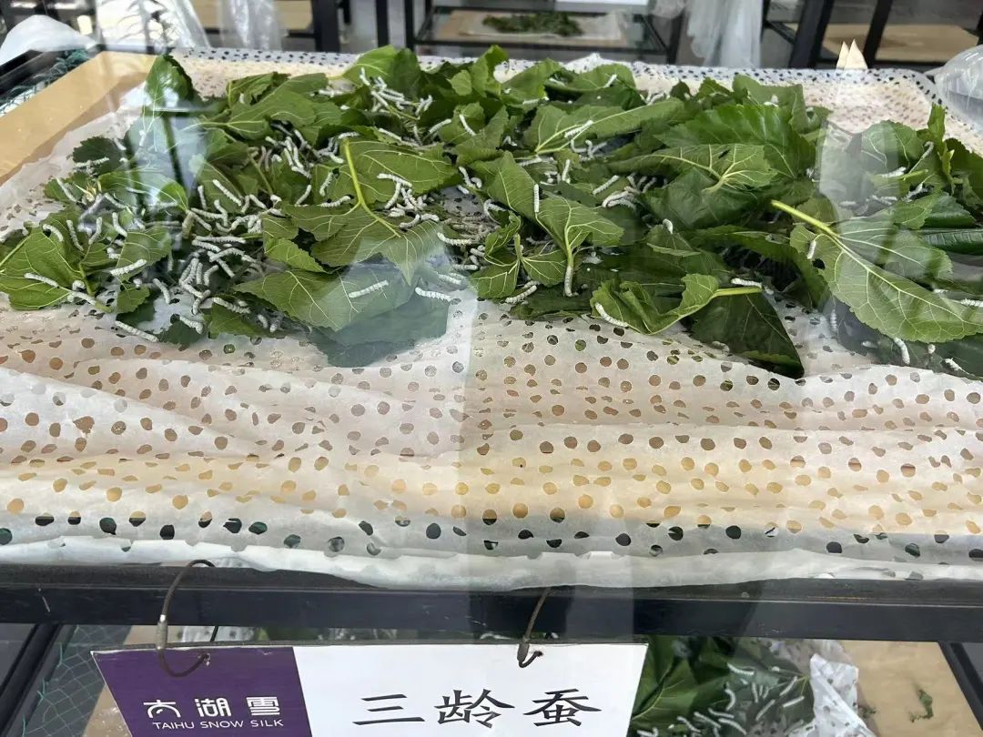 Taihu Snow Seide (9)