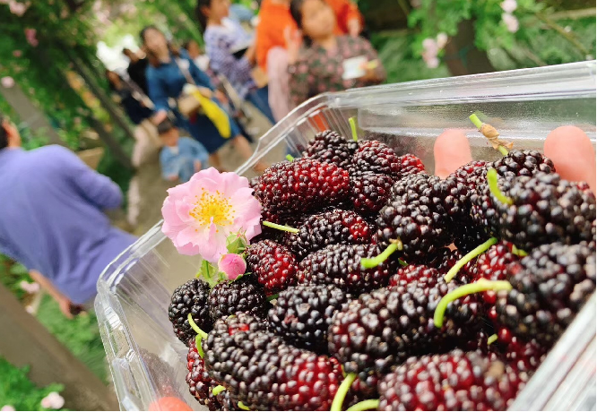 frische Maulbeerfrucht